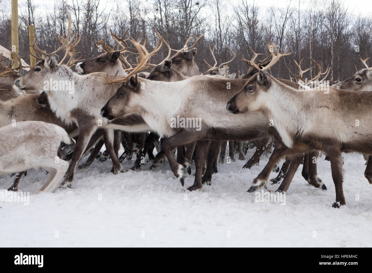 Rentier Herde, Rentiere hüten, The Laponian Bereich, eine Welt Erbe Lage, Nordschweden Stockfoto