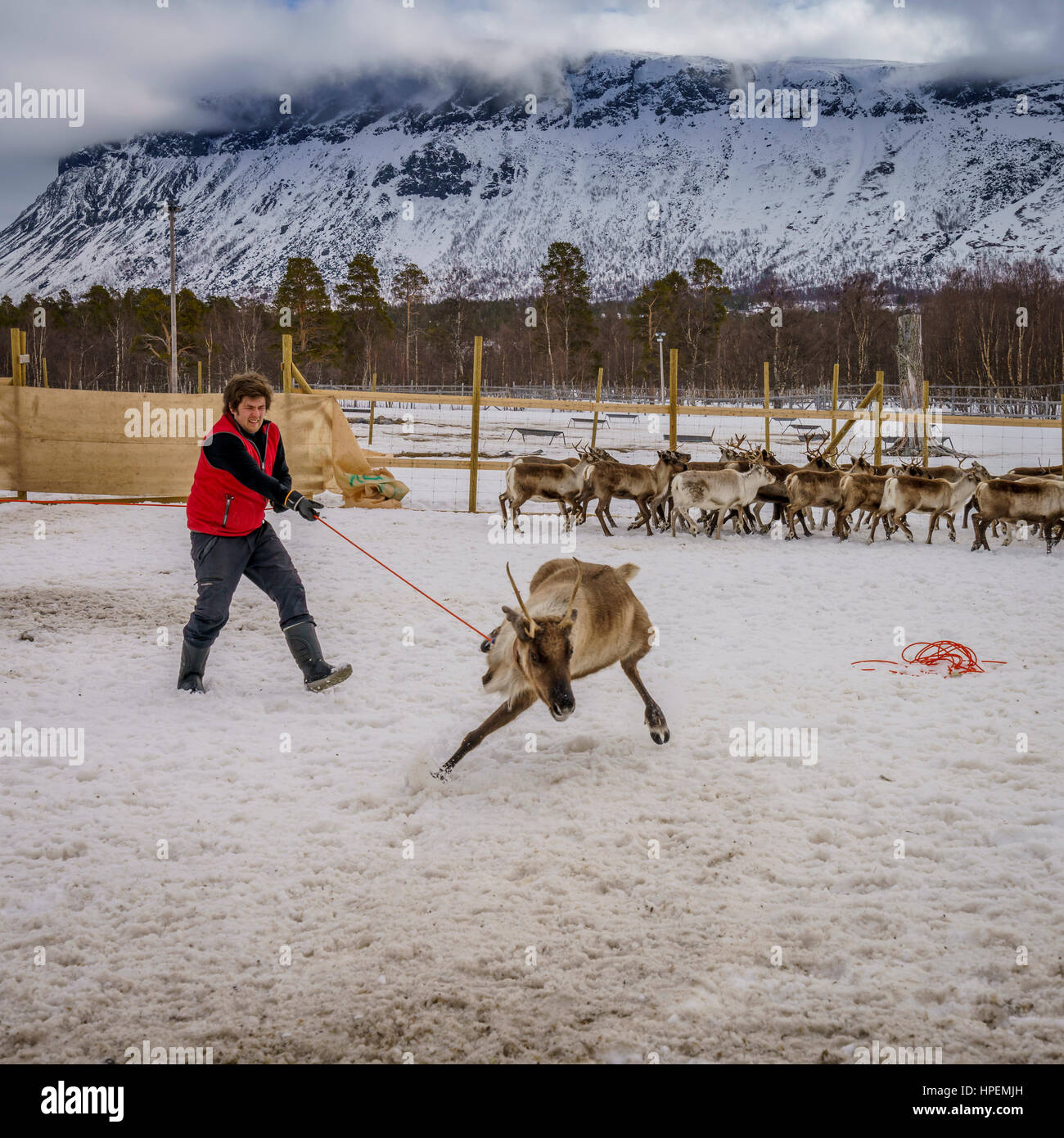 Rentier Herding, The Laponian Bereich ein Ort der Welt Erbe, Nordschweden Stockfoto