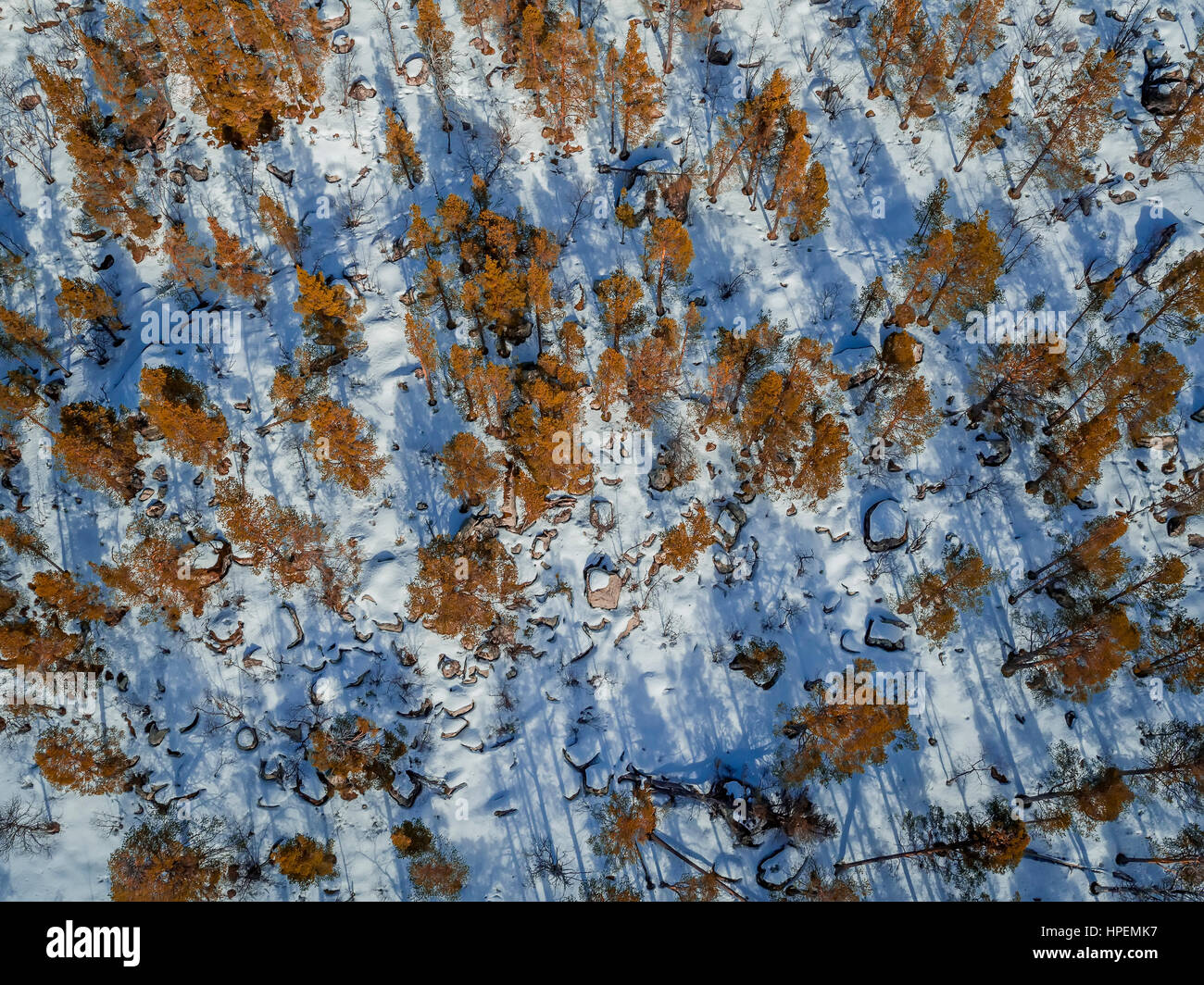 Fichte, Bäume, Laponian Bereich, Nationalpark, Stora Sjofallet, Schweden.  Drohne-Fotografie Stockfoto