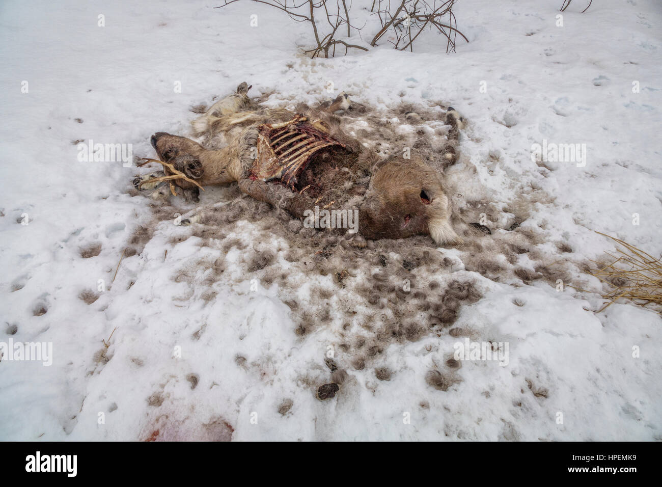 Tote Rentier, Laponian Bereich, Nordschweden Stockfoto