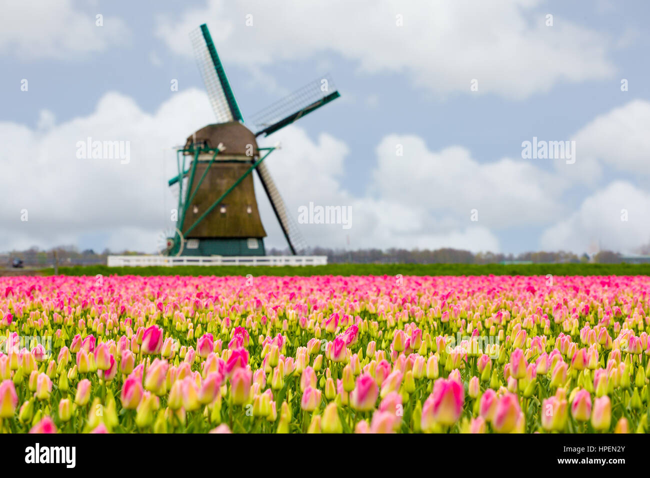 Windmühlen und Tulpenfelder voller Blumen in Holland Stockfoto