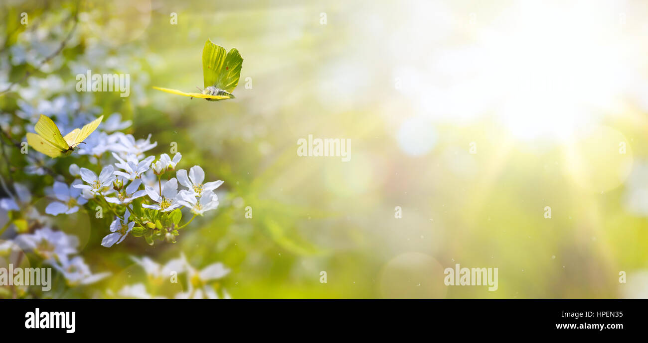 Ostern Frühling Blumen Hintergrund; frische Blumen und gelben Schmetterling auf grünem Hintergrund Stockfoto