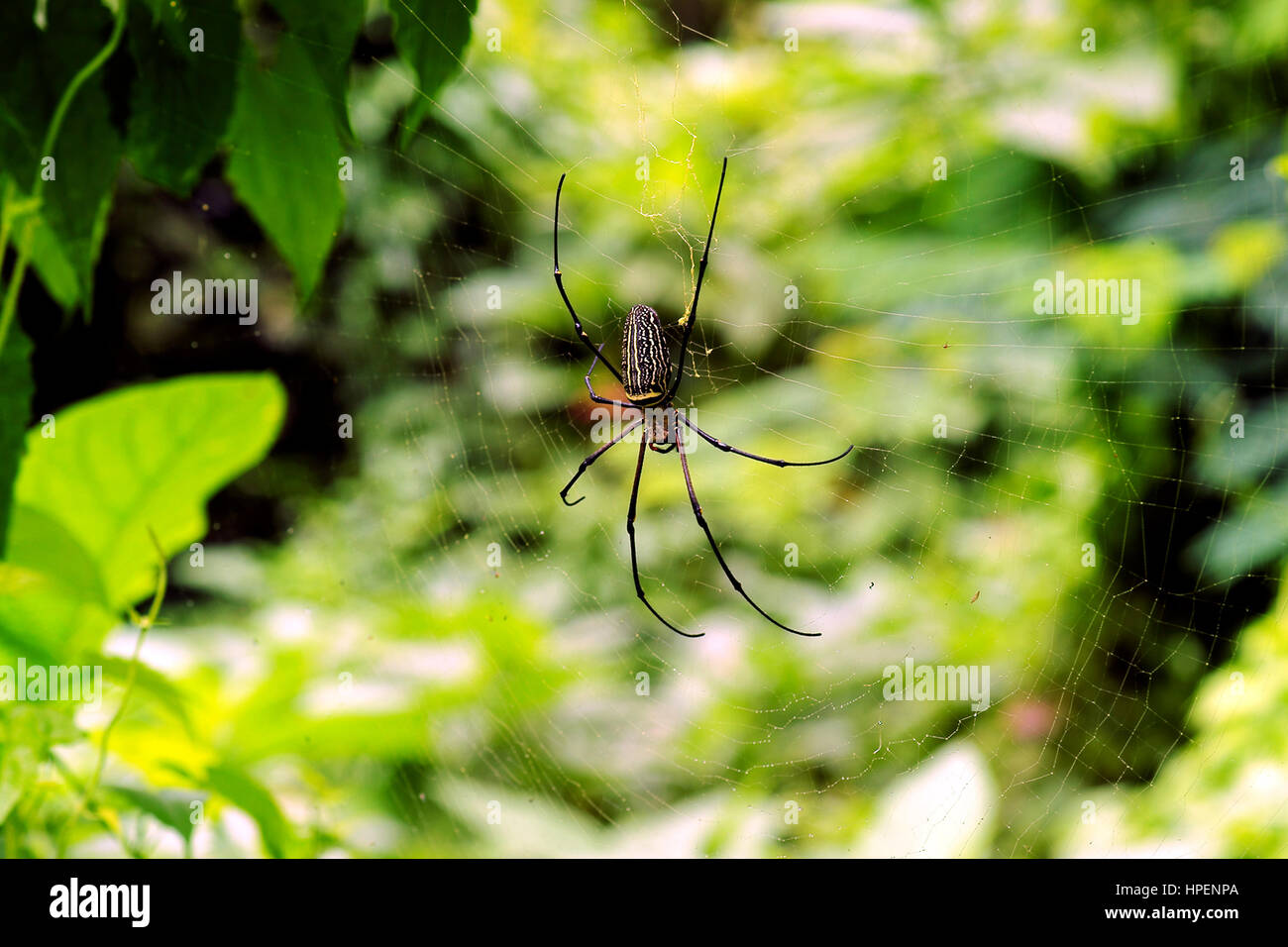 Schwarze dünne Spinne sitzt und wartet auf seine Beute in der Mitte seiner Web tagsüber. Stockfoto