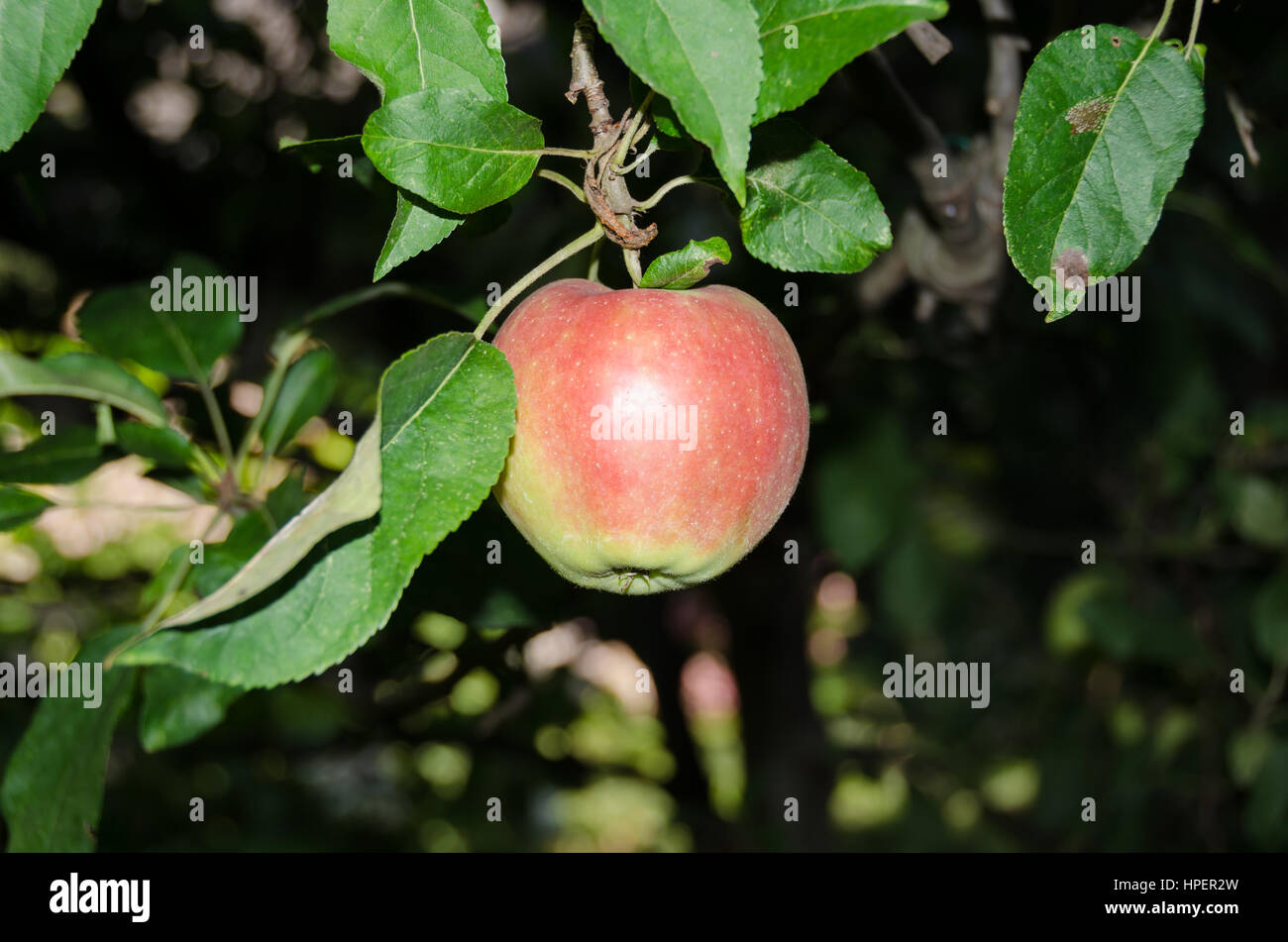 Apple-Laub und Reifen rote Früchten Stockfoto