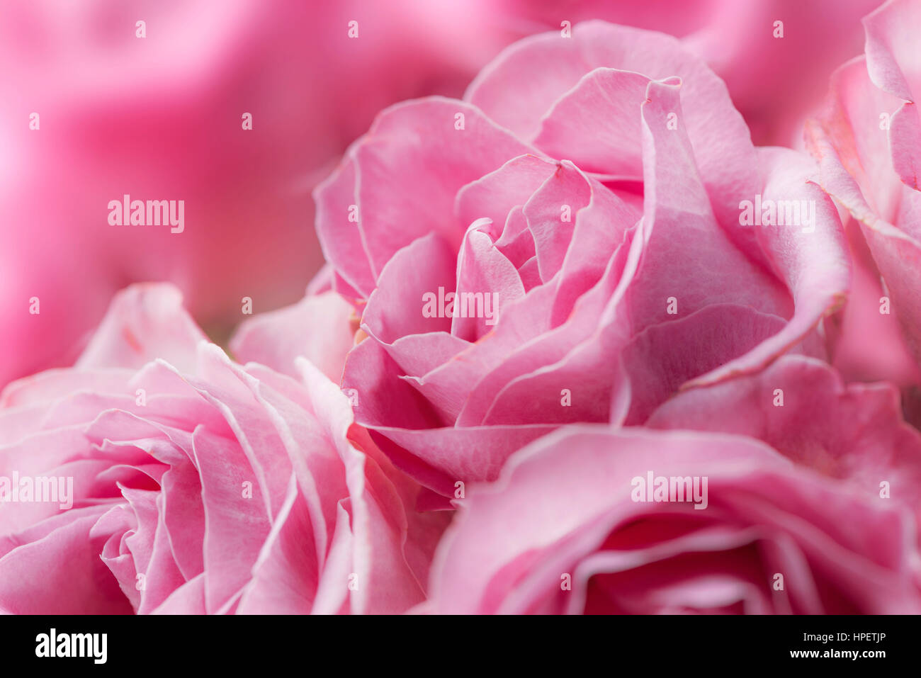 Rosen, rosa, "Tiefenwasser", Nahaufnahme Stockfoto