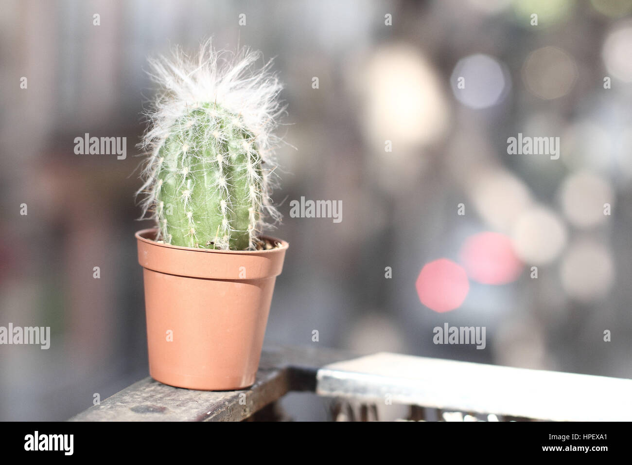 kleiner grner Kaktus auf dem Balkon Stockfotografie - Alamy