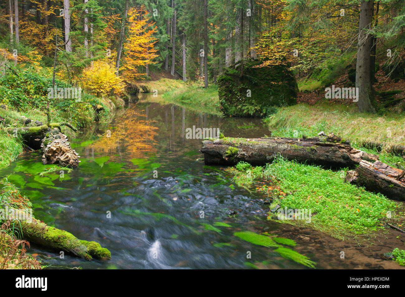 Kirnitzsch Fluss fließt durch das Kirnitzschtal, Elbsandsteingebirge, Sächsische Schweiz-Funkgeräte / Sächsische Schweiz-Ost-Erzgebirge, Sax Stockfoto