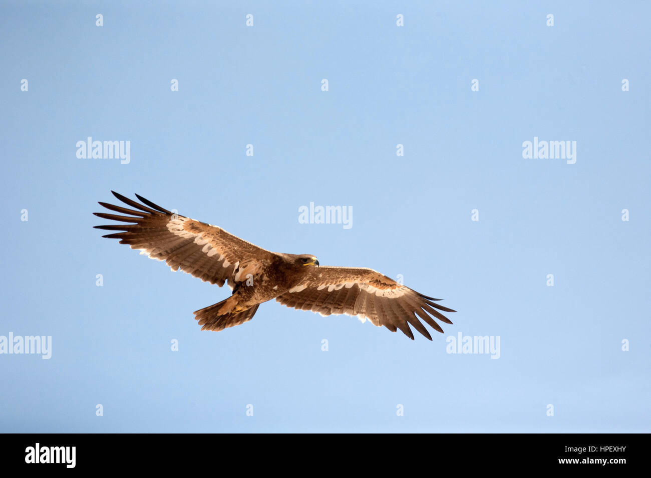 Steppenadler Aquila Nipalensis, Oman Stockfoto