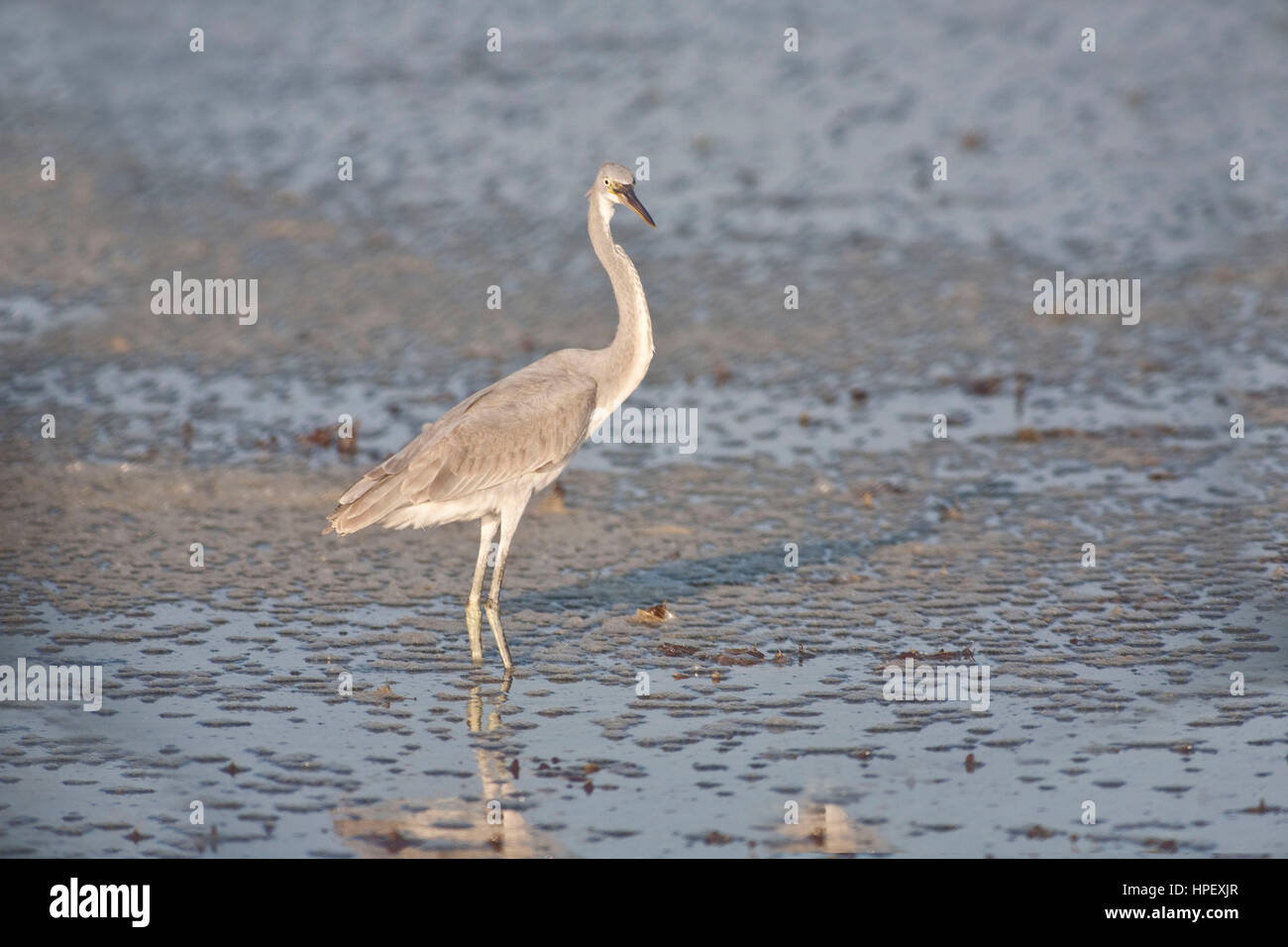 Purpurreiher Ardea Purpurea, Dhofar, Oman Stockfoto