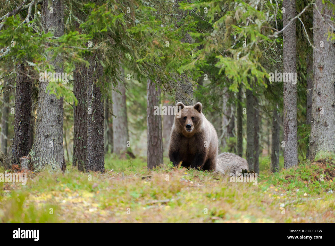 Braunbär im finnischen Wald, Ursus Arctos, Kuhmo, Kainuu, Nord Karelien, Finnland Stockfoto