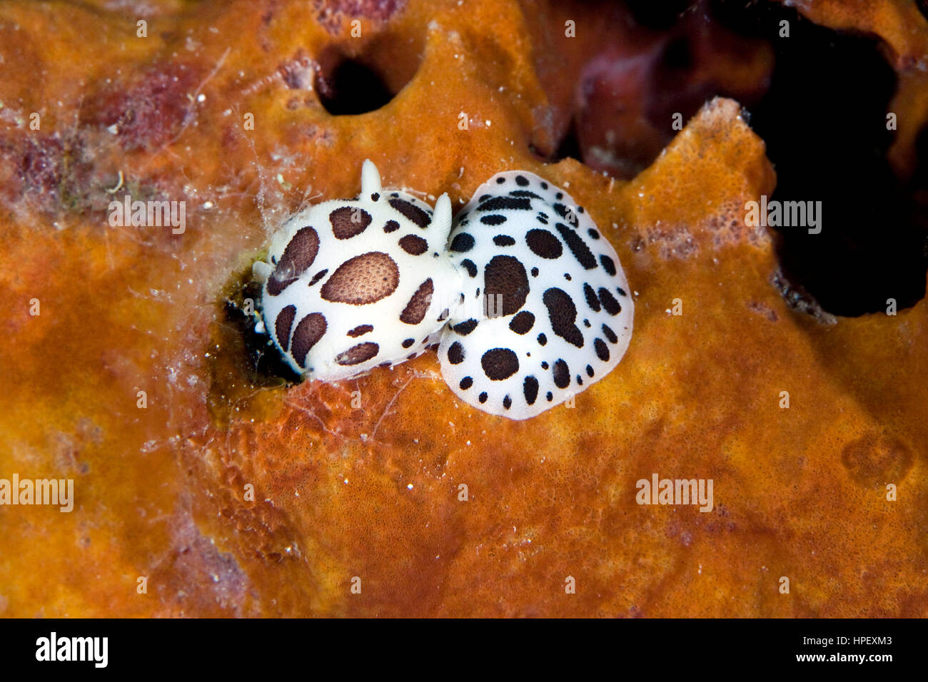 Kuh Schnecke, Discodoris Atromaculata, Kroatien Stockfoto