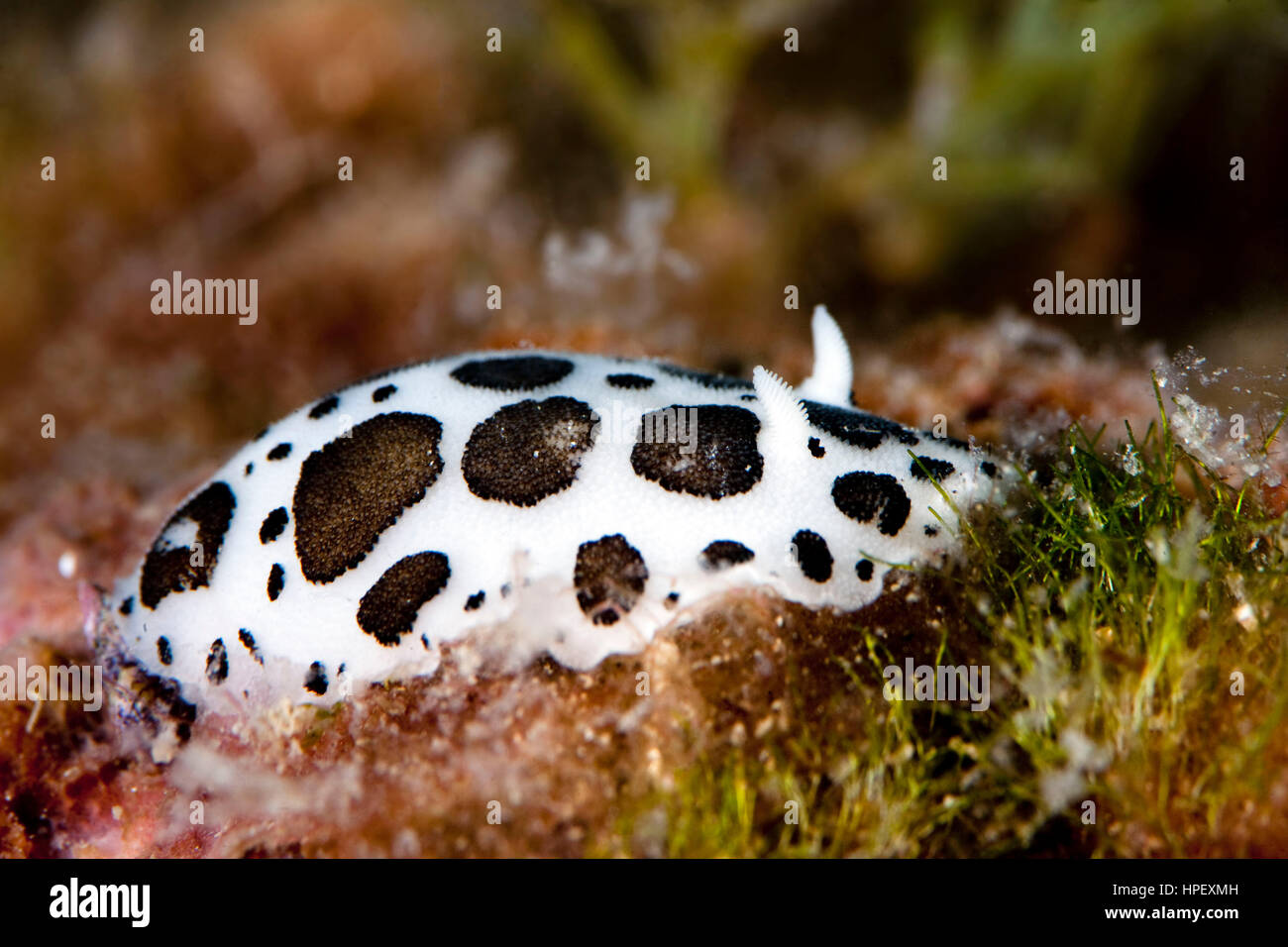 Kuh Schnecke, Discodoris Atromaculata, Kroatien Stockfoto