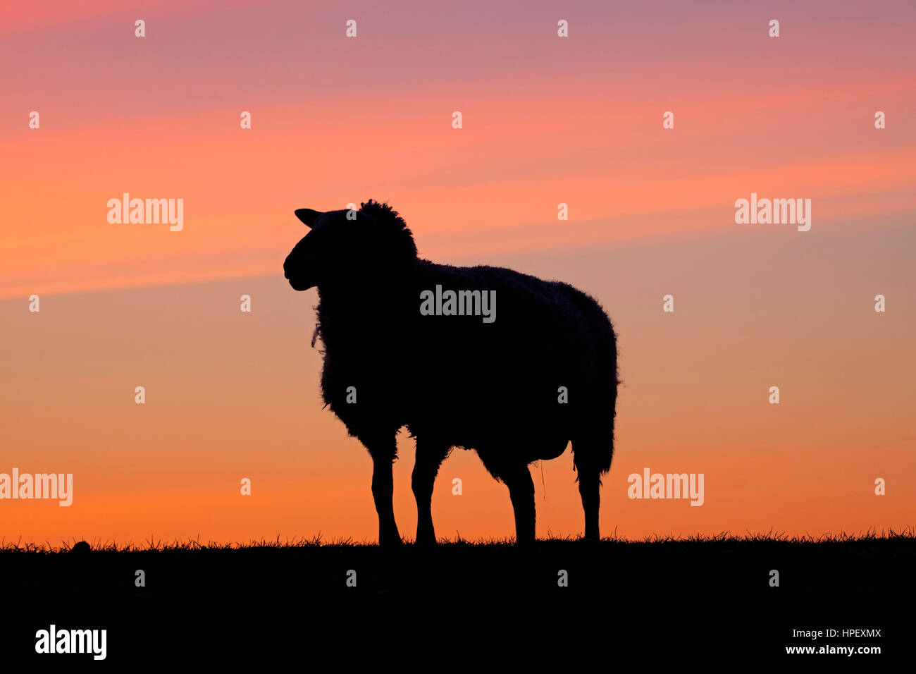 Ostfriesischen / Ostfriesische Milchschaf, züchten von Milchschafe Silhouette gegen Sonnenuntergang, Deutschland Stockfoto