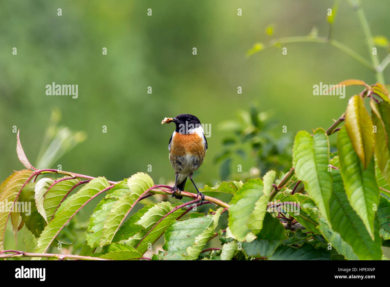 Europäische Schwarzkehlchen Saxicola Rubicola, Europäische Schwarzkehlchen, Kaiserstuhl (Bereich der Hügel), Deutschland Stockfoto