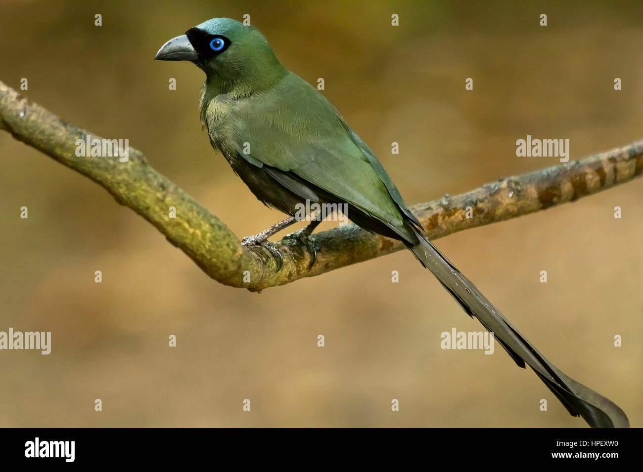 Schläger-angebundene Treepie, Crypsirina Temia, Kaeng Krachan, Phetchaburi, Thailand Stockfoto