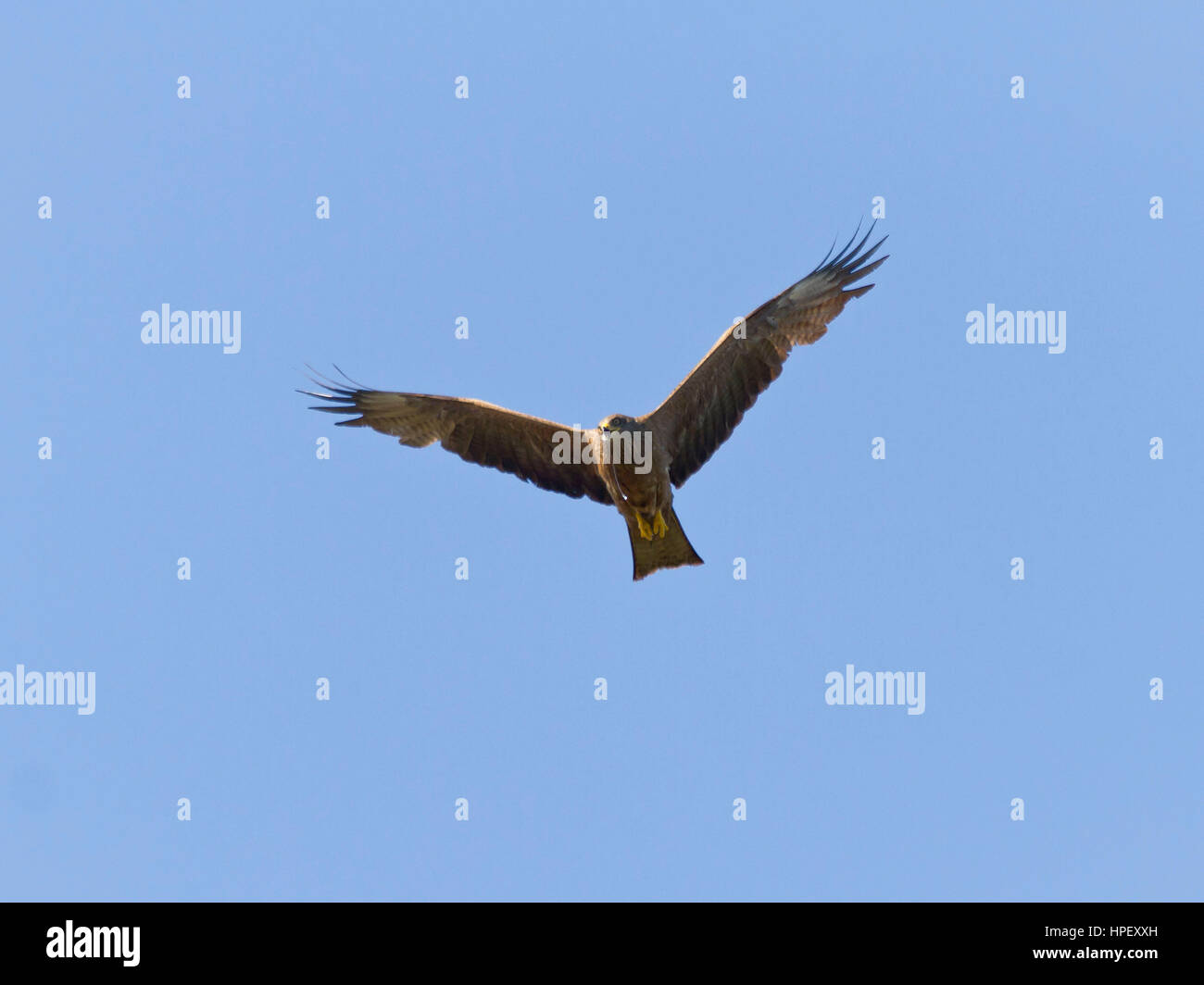 Schwarze Drachen, Schwarzmilan, Milvus Migrans, Bad Aibling (Kurort), Bayern, Deutschland Stockfoto