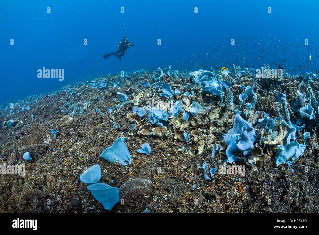 Taucher im Korallenriff mit blauen Schwämme, Callyspongia SP. und Porifera, Asien, Bali, Indonesien Stockfoto