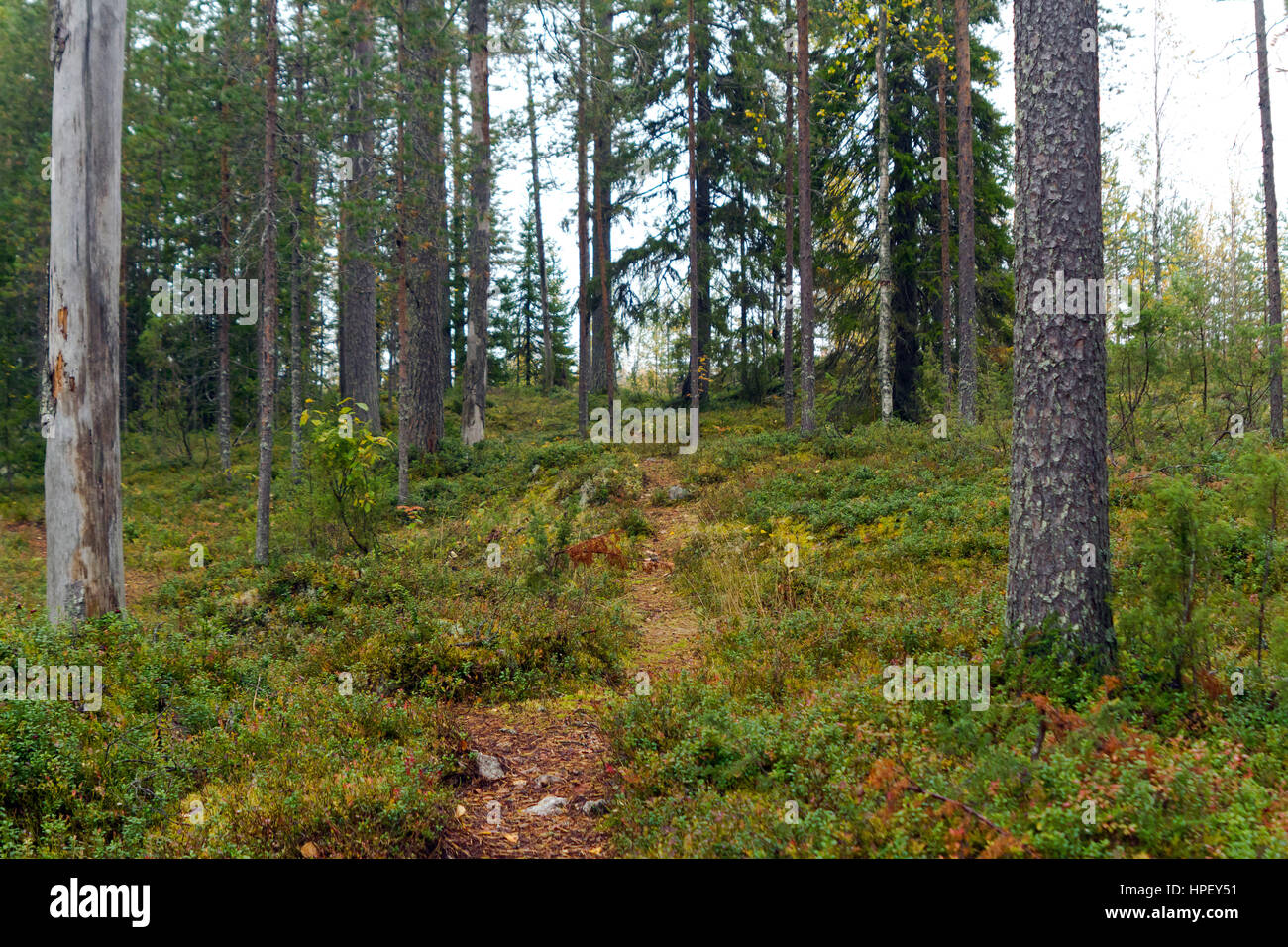 Waldweg im finnischen Wald, Kuhmo, Kainuu, Nord Karelien, Finnland Stockfoto