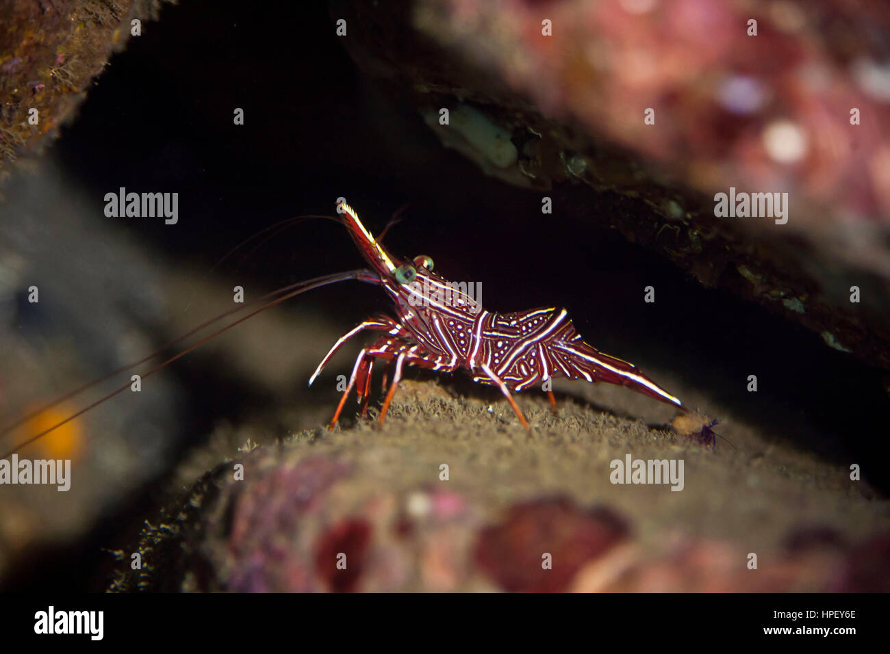 Kamel Garnelen, Rhynchocinetes Durbanensis, Bali, Indonesien, Asien Stockfoto