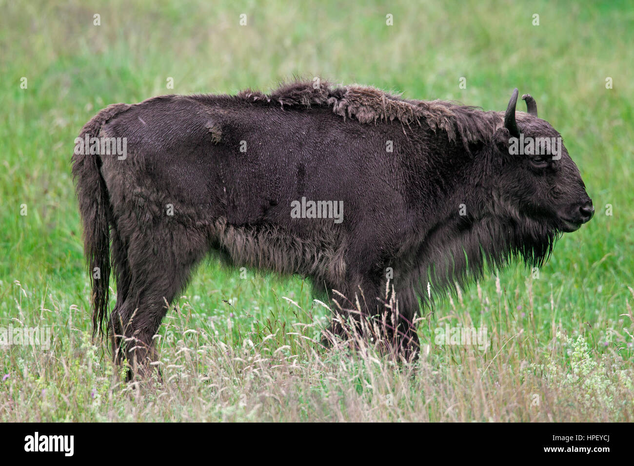 Wisente / Wisent / Holz Wisente (Bison Bonasus) Kuh im Grünland Stockfoto