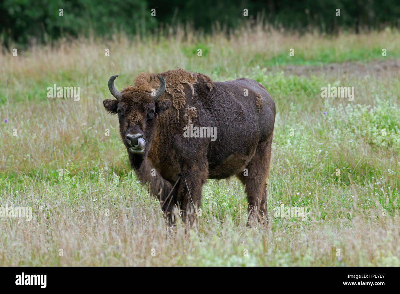 Wisente / Wisent / Holz Wisente (Bison Bonasus) Kuh im Grünland am Waldrand Stockfoto