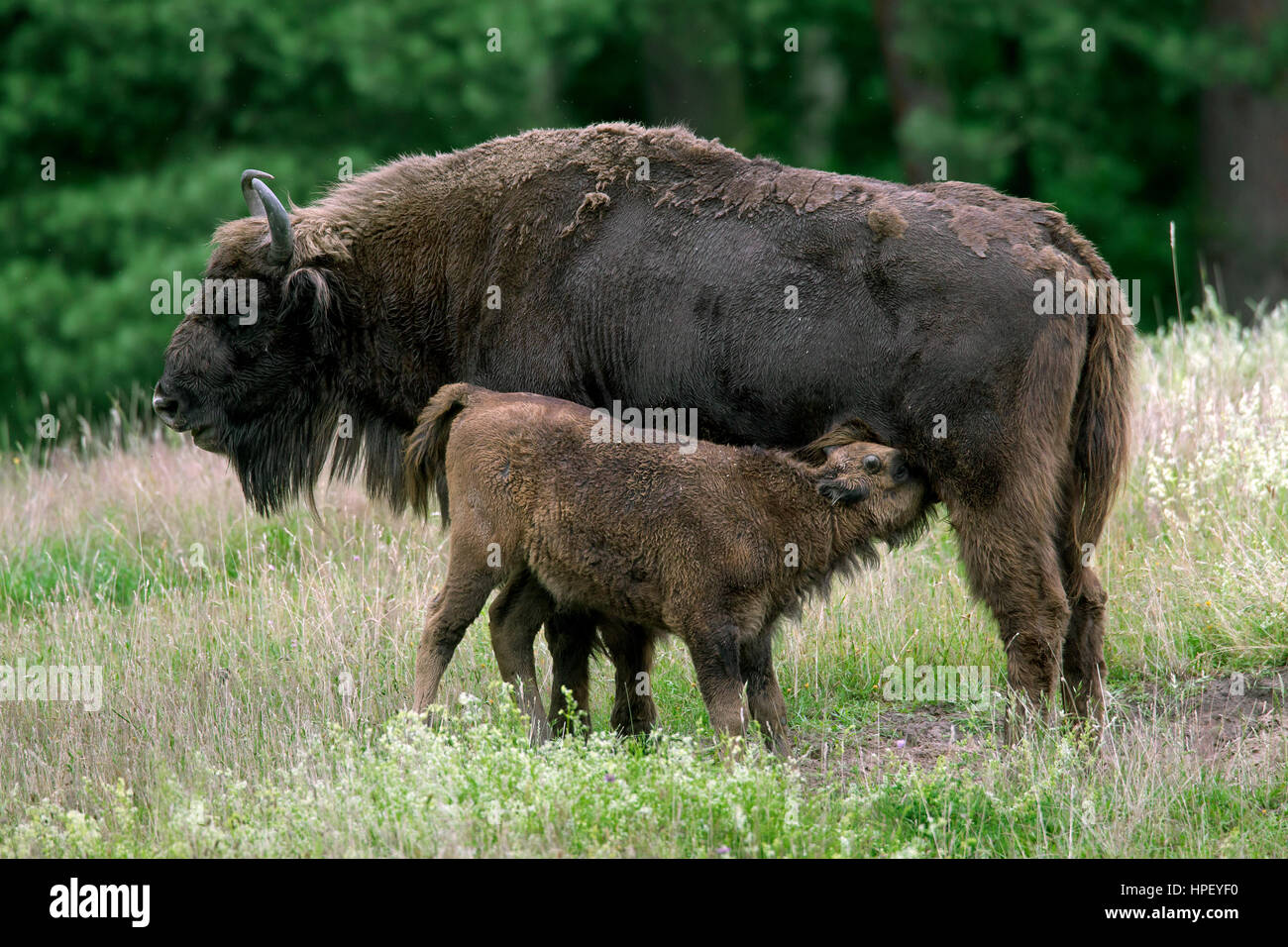 Wisente / Wisent / Holz Wisente (Bison Bonasus) Kuh mit Kalb in Grünland Spanferkel Stockfoto