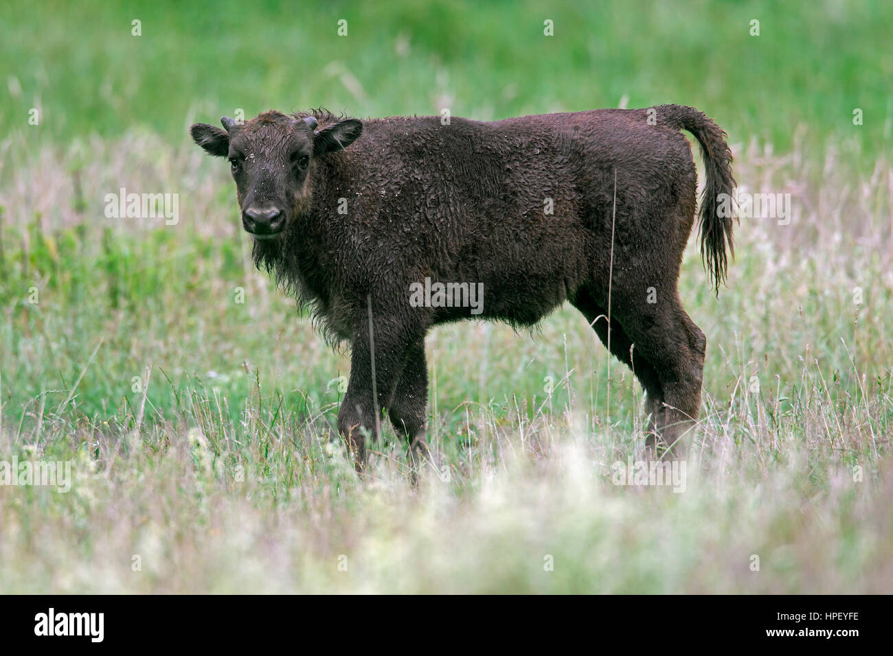 Wisente / Wisent / Europäische Bison (Bison Bonasus) Kalb in Grünland Holz Stockfoto