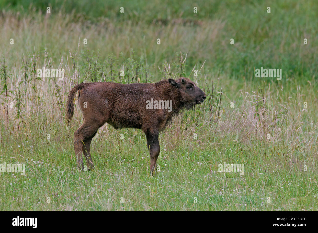 Wisente / Wisent / Europäische Bison (Bison Bonasus) Kalb in Grünland Holz Stockfoto