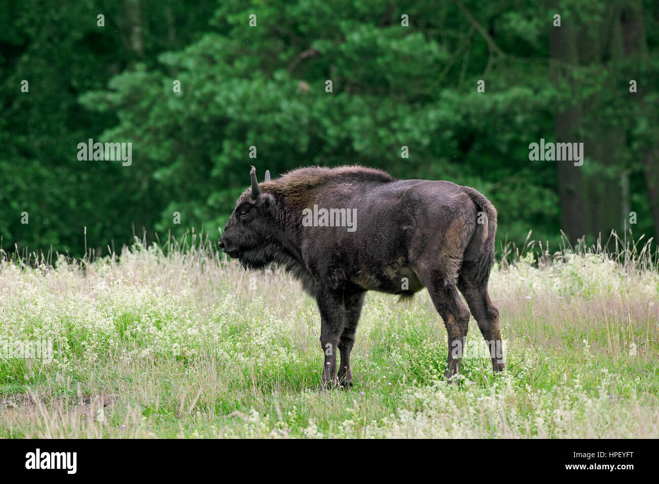 Wisente / Wisent / Holz Wisente (Bison Bonasus) jungen Stier in Grünland am Waldrand Stockfoto