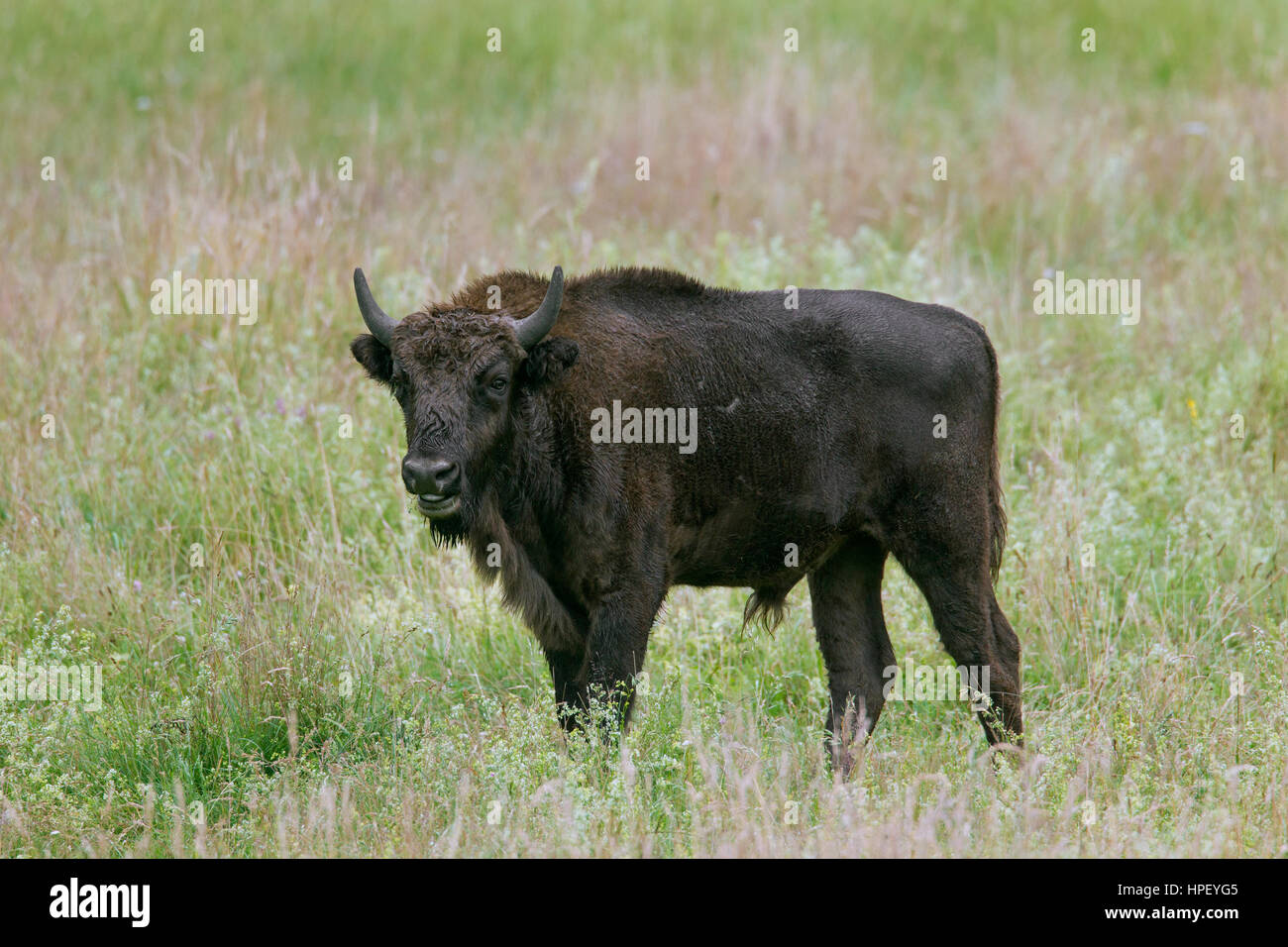 Wisente / Wisent / Holz Wisente (Bison Bonasus) jungen Stier im Grünland Stockfoto