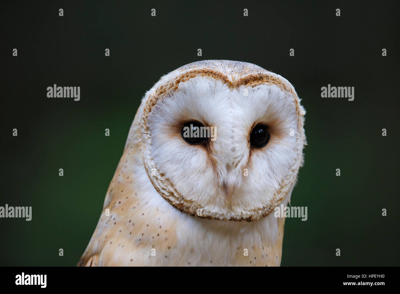 Schleiereule (Tyto Alba) Großaufnahme Porträt zeigt prominente Schleier Stockfoto