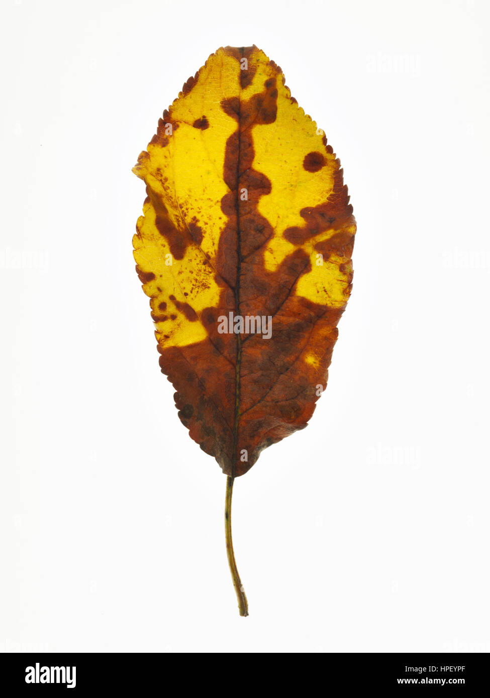 ausgetrocknete Blätter eines Apfelbaums in herbstlichen Farben gelb und braun Stockfoto