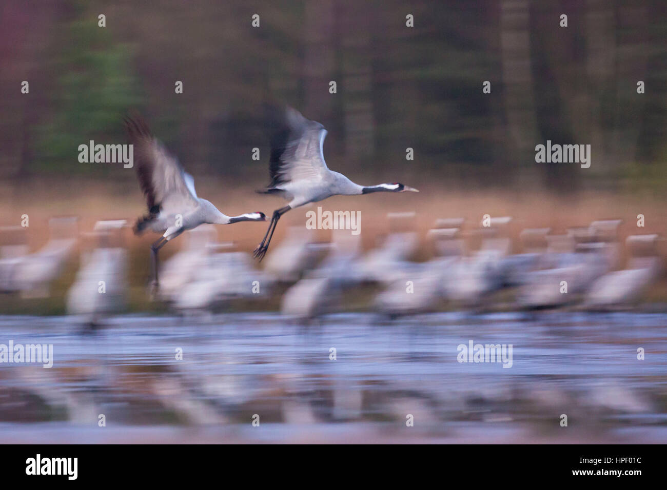 Zwei Kräne im Flug Stockfoto