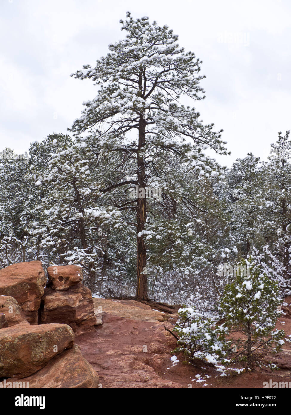 American, American West, Colorado, Colorado Springs, Konglomerate, Garten der Götter, Geologie, Landschaft, Kalkstein, National Natural Landmark, Nordamerika, Volkspark, rot, Felsformationen, Rocky Mountains, Sandstein, Schnee, USA, Westen, Winter, Natur, Felsen Stockfoto