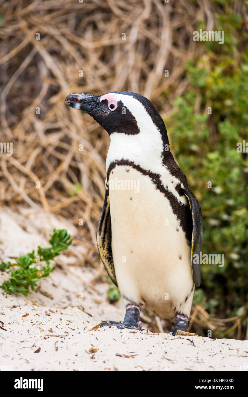 Eine afrikanische Pinguin (Spheniscus Demersus) in seiner natürlichen Umgebung am Boulders Beach in Südafrika Stockfoto