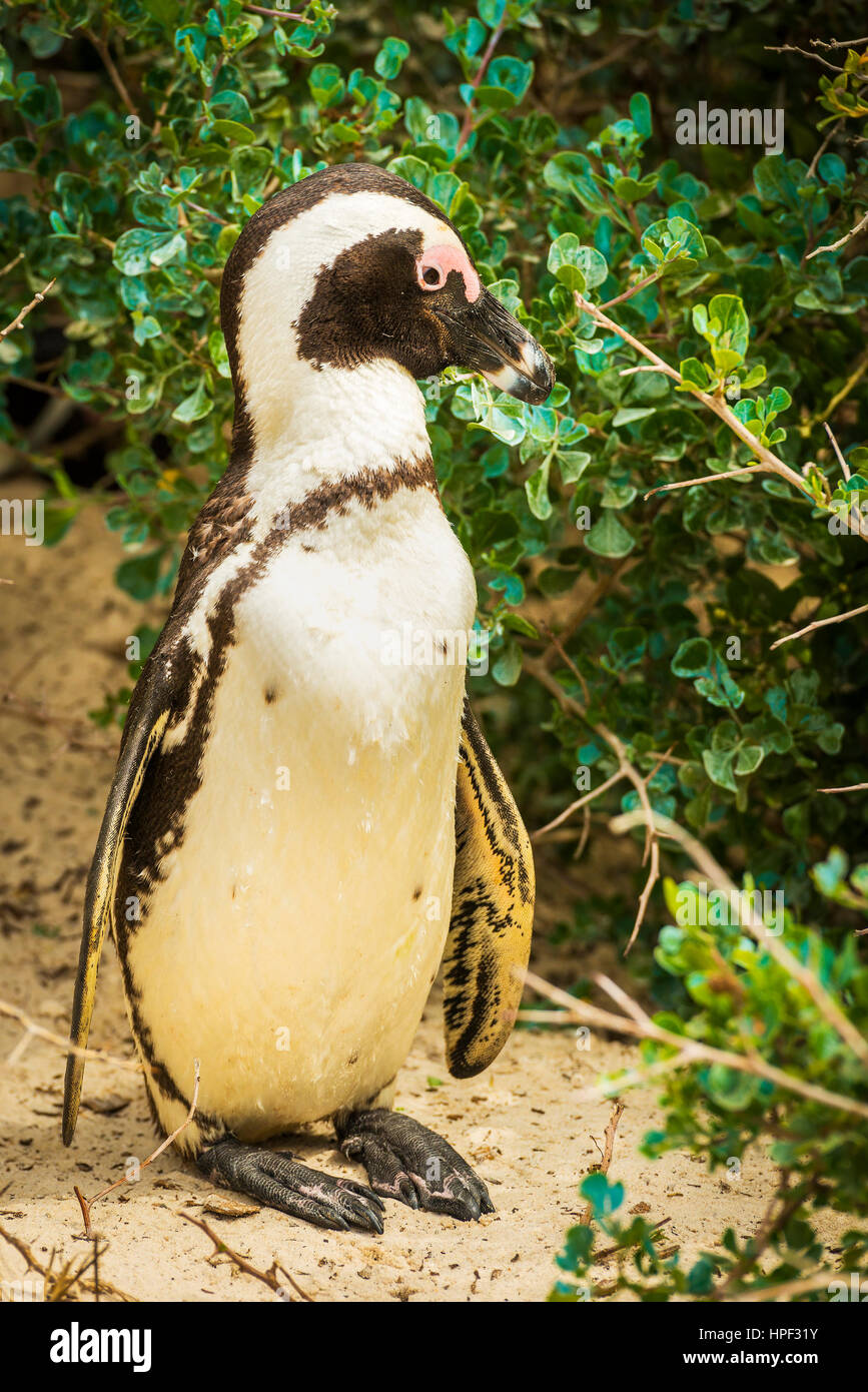 Eine afrikanische Pinguin (Spheniscus Semersus) in seiner natürlichen Umgebung am Kap-Halbinsel in Südafrika Stockfoto