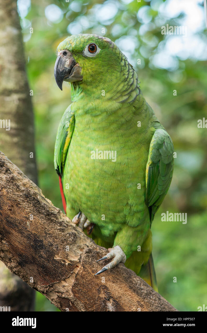 Grüne Amazon Papagei auf einem Ast mit einem Wald-Hintergrund  Stockfotografie - Alamy