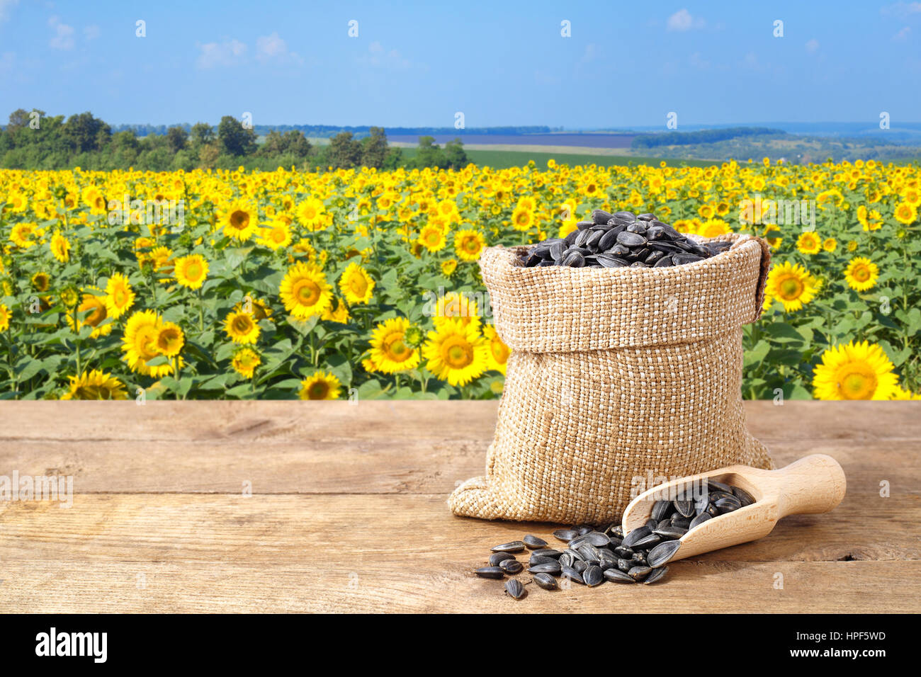Sonnenblumen-Samen im Sack. Sonnenblumenkerne in Jute-Tasche auf Holztisch mit Feld von Sonnenblumen auf dem Hintergrund. Sonnenblumenfeld bei blauem Himmel Stockfoto