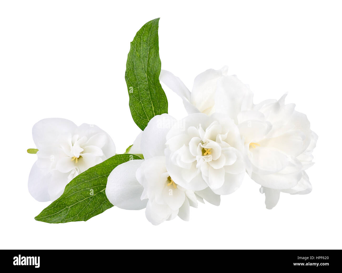 Zweig der Jasminblüten isoliert auf weißem Hintergrund. White Jasmine Flower. Jasmin Zweig mit Blumen zu isolieren. Nahaufnahme von weiß blühenden Terry jasm Stockfoto