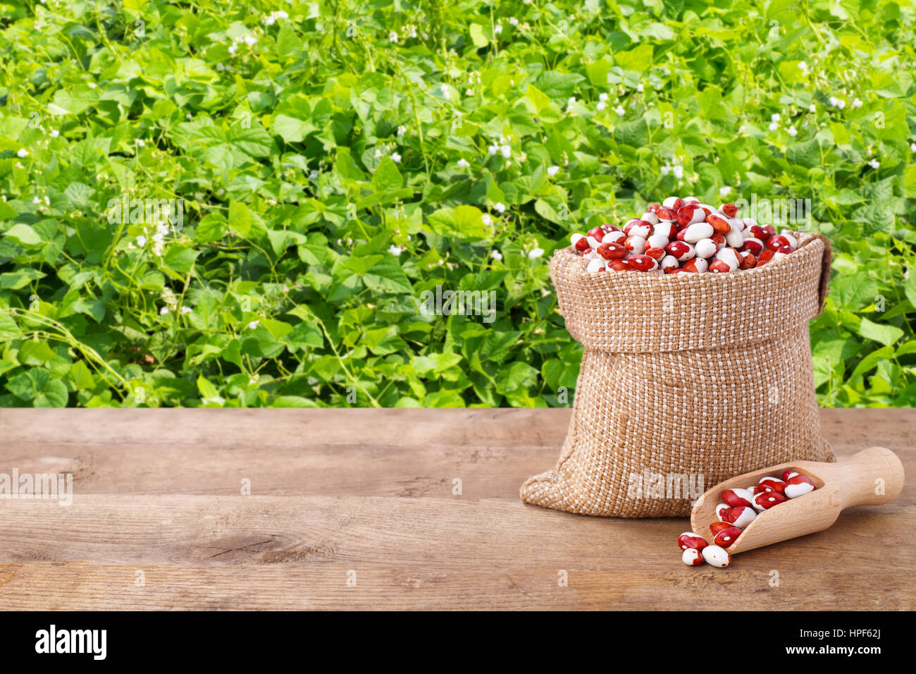 Pinto-Bohnen in Jute-Tasche mit hölzernen Schaufel. Trockene Bohnen in Leinensack auf Tisch mit grünen blühenden Wiese Bohnen auf dem Hintergrund. Agricultur Stockfoto