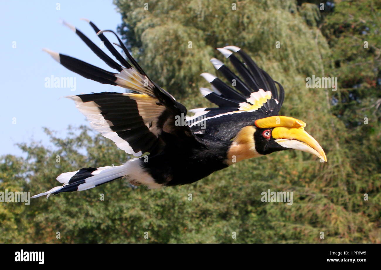 Weiblichen großen indischen Hornbill (Buceros Bicornis) im Flug. Auch bekannt als asiatische pied hornbill Stockfoto