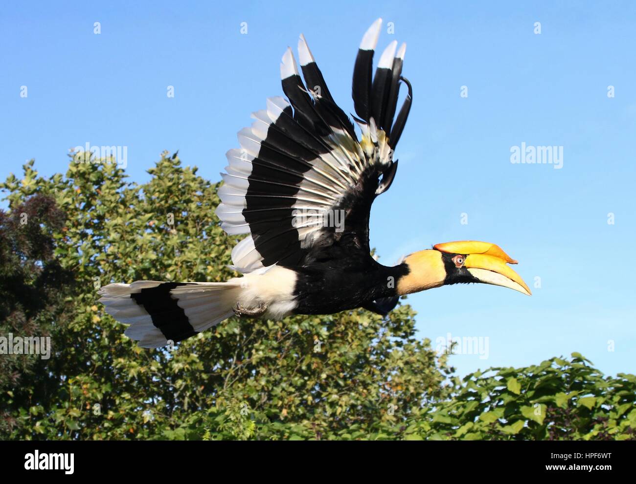 Weiblichen großen indischen Hornbill (Buceros Bicornis) im Flug. Auch bekannt als asiatische pied hornbill Stockfoto
