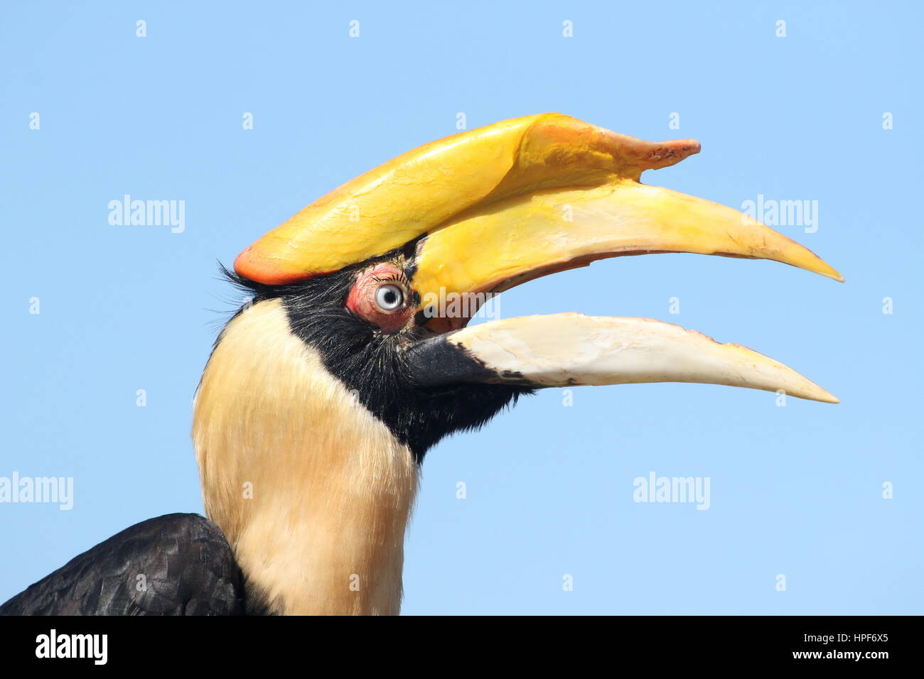 Ruft weibliche großes indisches Hornbill (Buceros Bicornis) aka asiatische große pied Hornbill Stockfoto