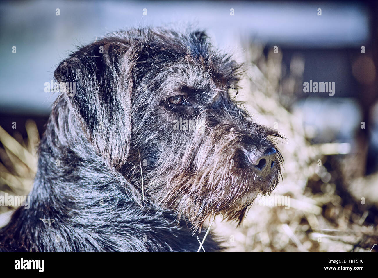 schwarzen Welpen Porträt Stockfoto