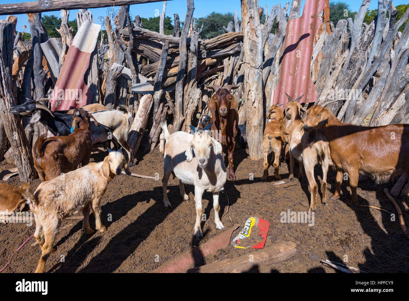 Ziegen, die in einem Kral in Simbabwes ländlichen Gebieten gesehen werden. Stockfoto