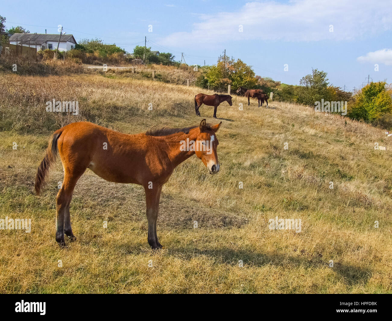 Die schönen Pferdchen auf der Sommerwiese Stockfoto
