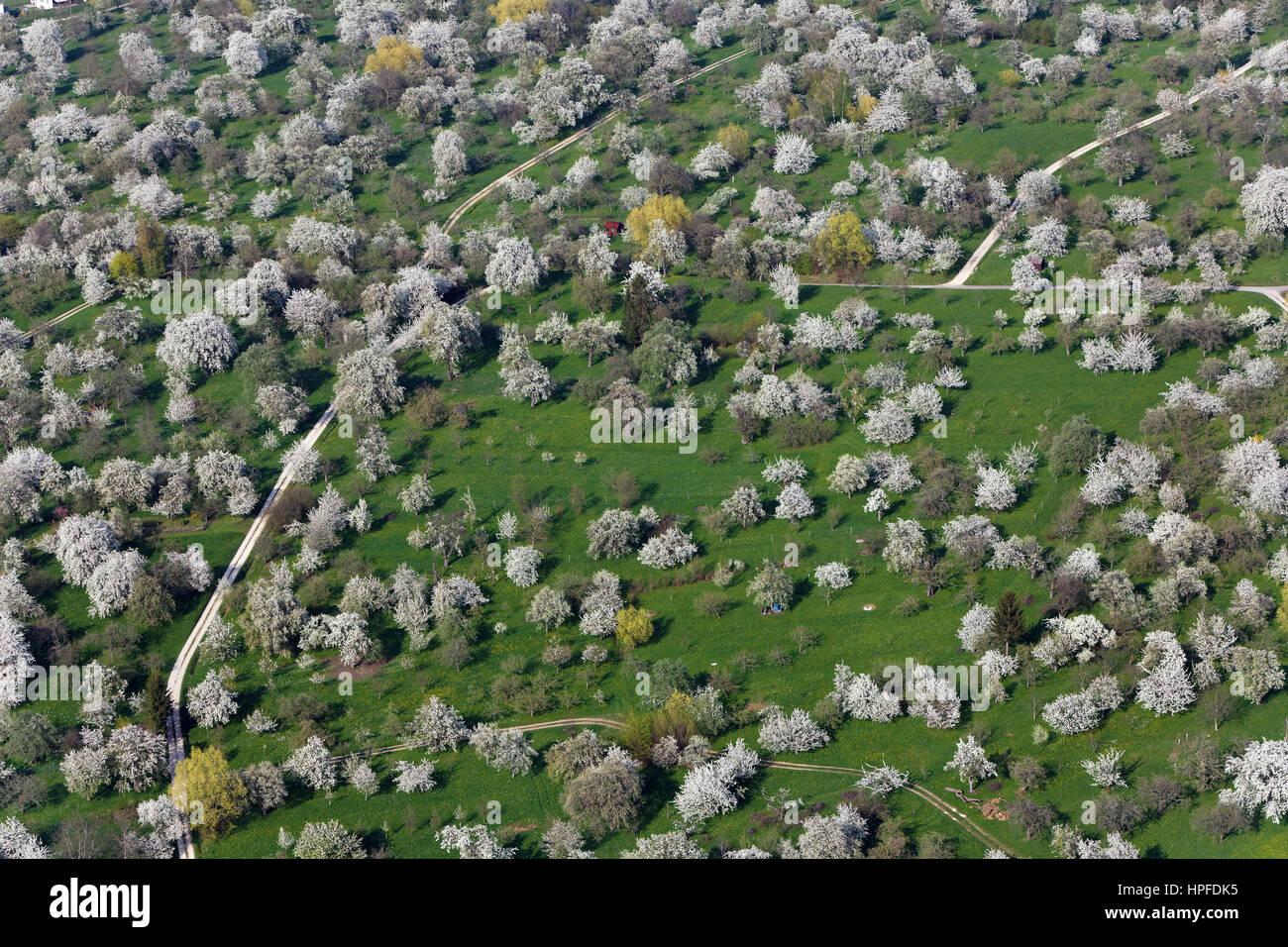 Blühender Obstgarten, Obstbäume, schwäbischen Alb, Weilheim ein der Teck, Baden-Württemberg, Deutschland Stockfoto