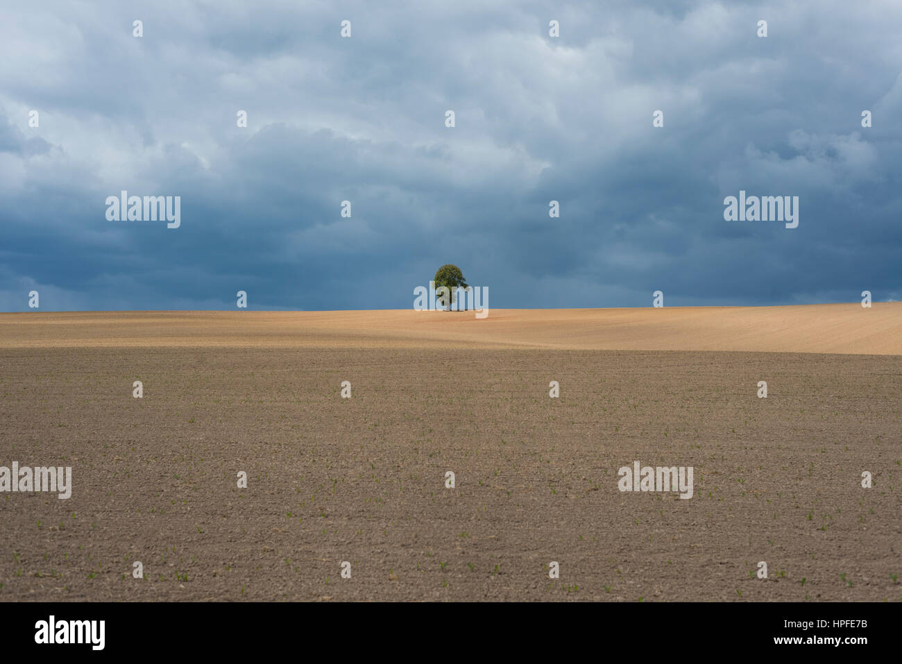 Einzelner Baum, Agrarlandschaft, Thüringen, Deutschland Stockfoto