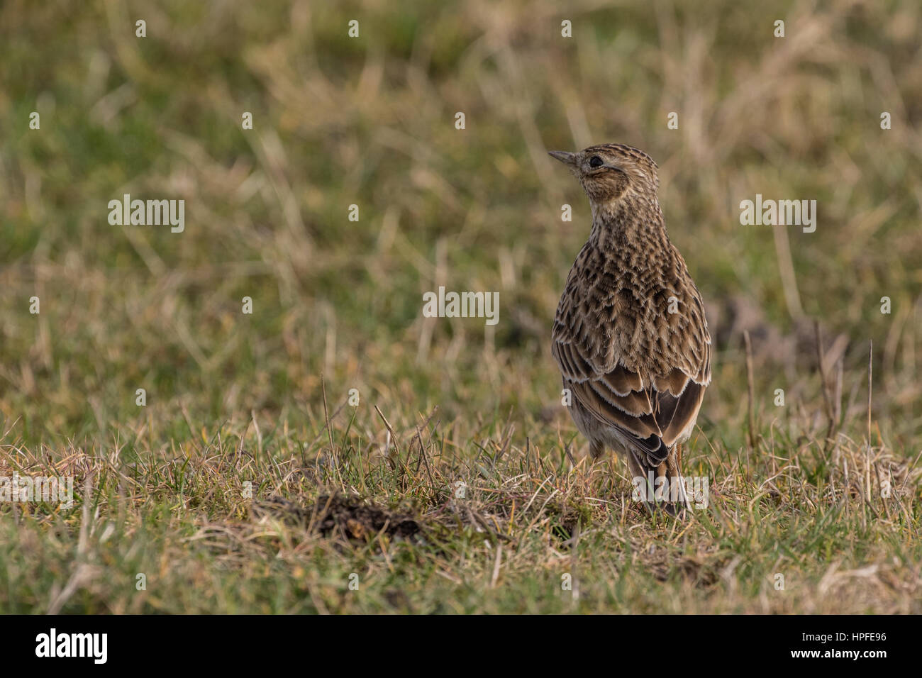 Feldlerche (Alauda Arvensis) stehen in einer Wiese Stockfoto