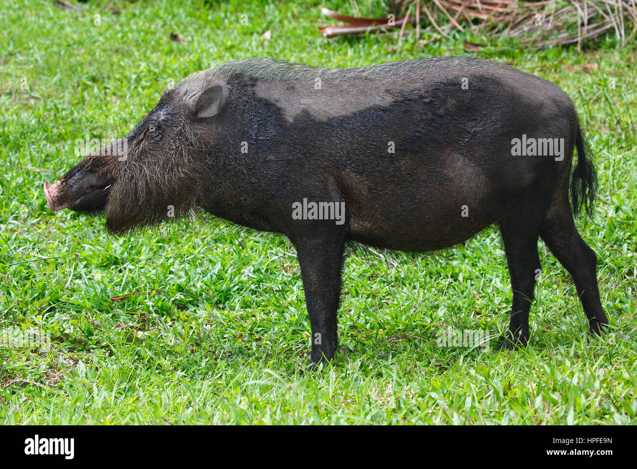 Schwein (Sus Barbatus), bärtigen Bako Nationalpark, Sarawak, Borneo, Malaysia Stockfoto